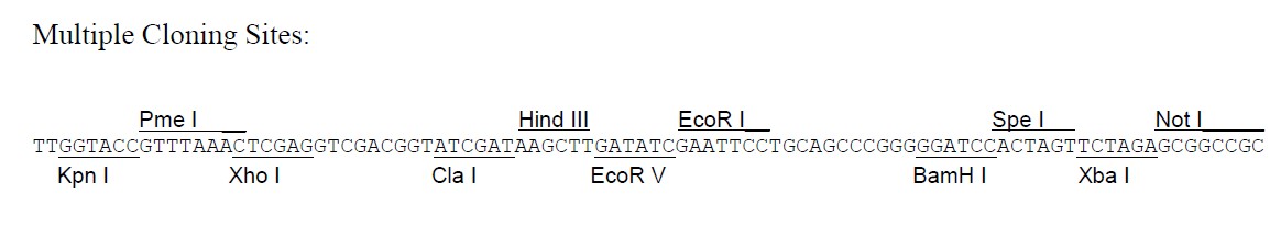 pacAd5 CMVK-NpA载体多克隆位点 点击看大图 pacAd5 CMVK-NpA多克隆位点